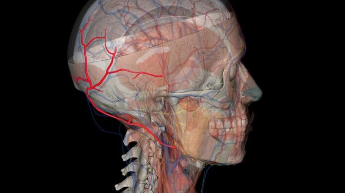 Occipital Lymph Nodes